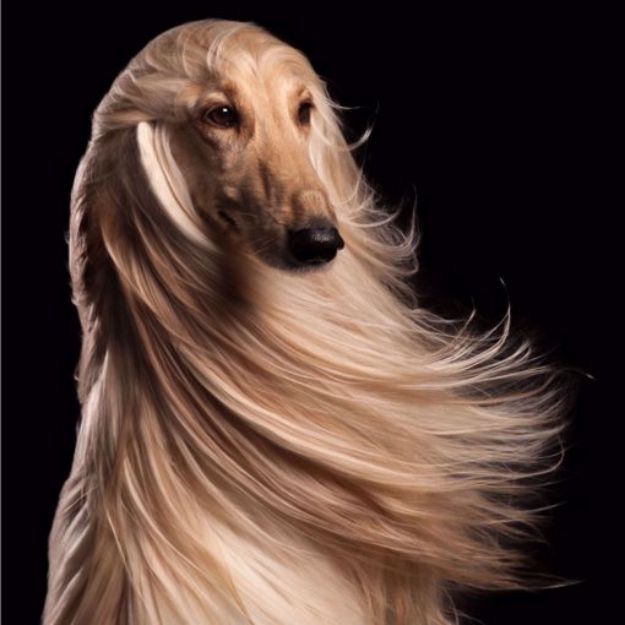 Afghan Hound dog accessories