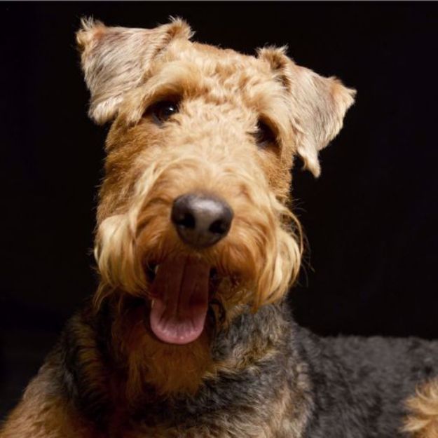 Picture of Airedale Terrier