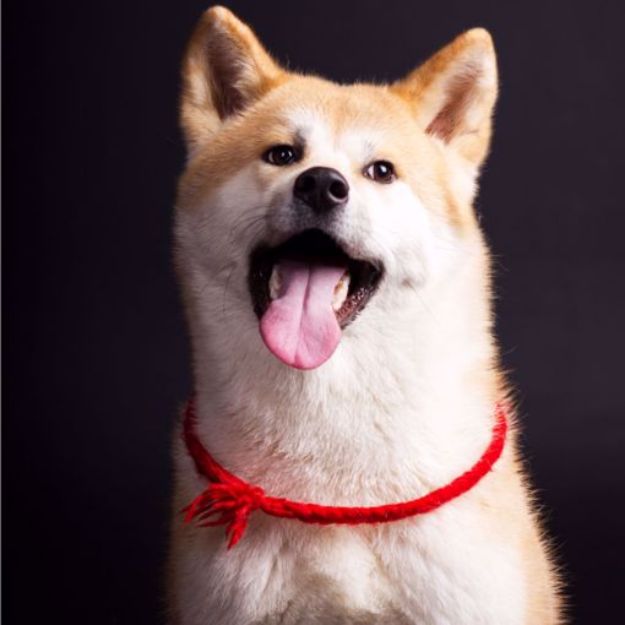 Picture of Akita Inu