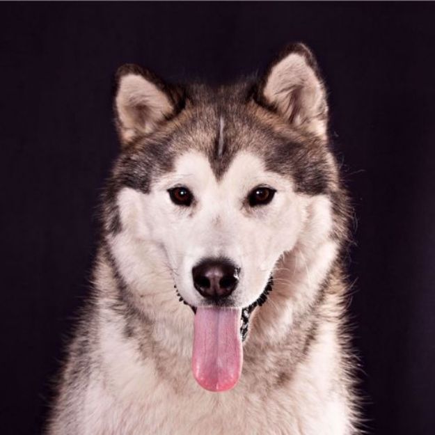 Picture of Alaskan Malamute