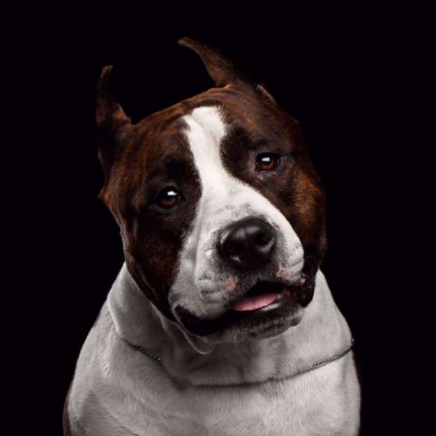 Picture of American Staffordshire Terrier