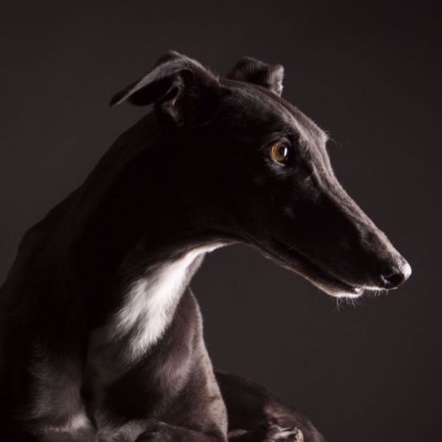 Picture of English Greyhound