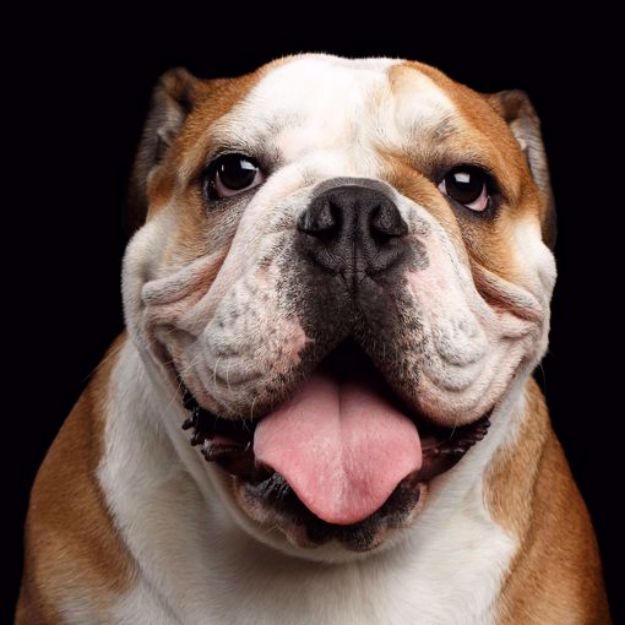 Picture of English Bulldog