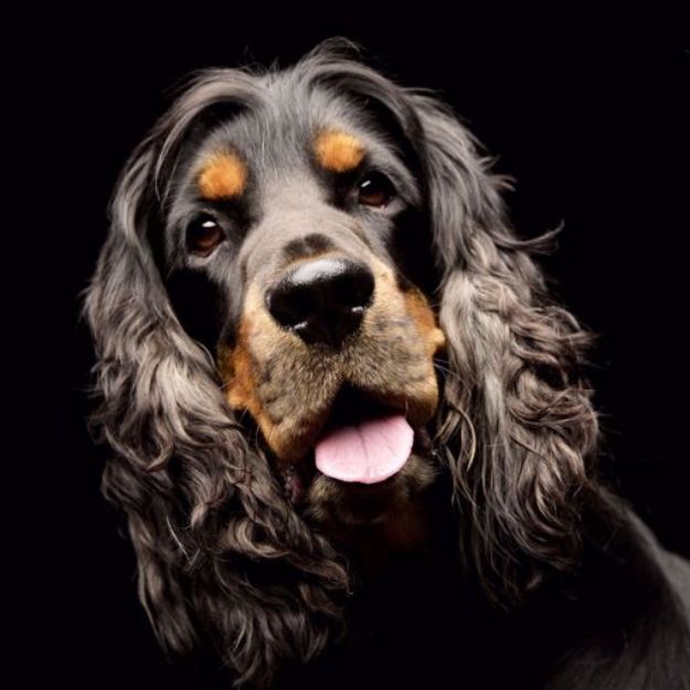 Picture of English Cocker Spaniel