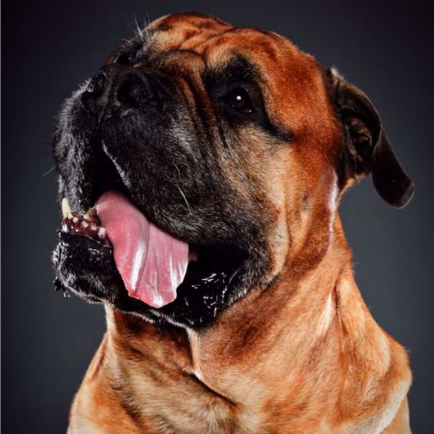 Picture of English Mastiff