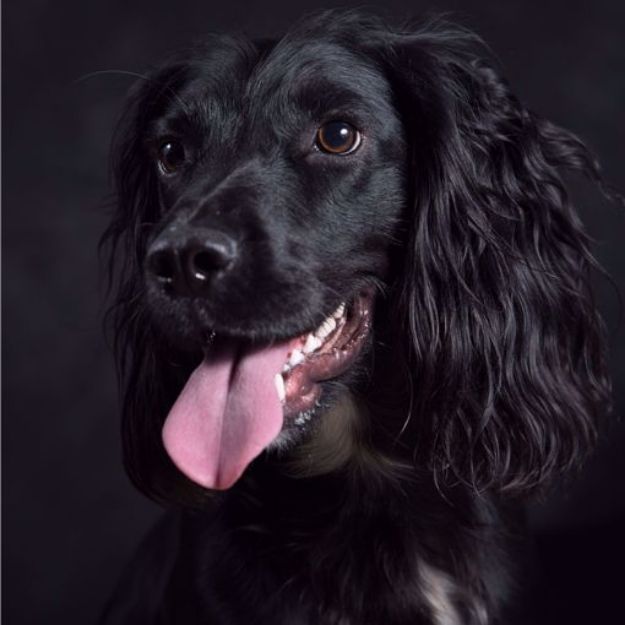 Picture of English Springer Spaniel