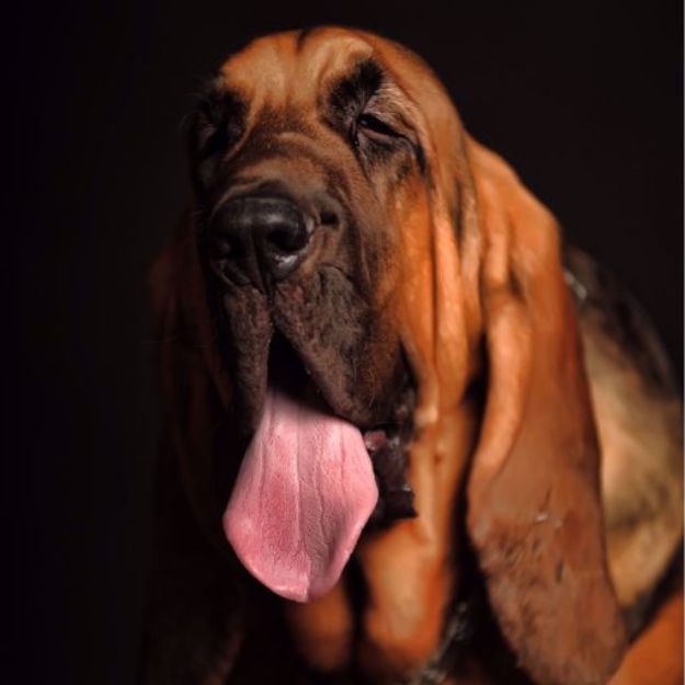 Picture of English Bloodhound