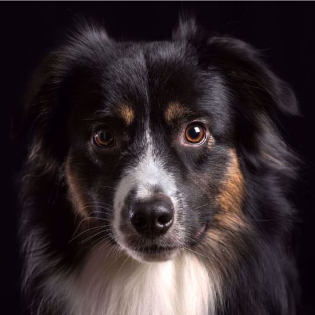 Picture of Australian Shepherd