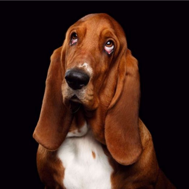 Picture of Basset Hound