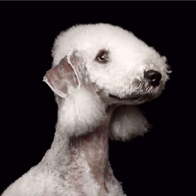 Picture of Bedlington Terrier