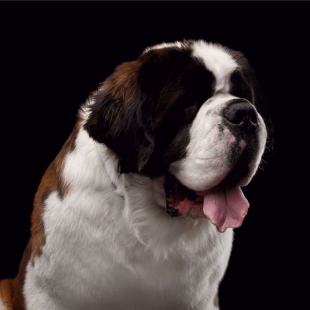 Picture of St. Bernard Dog