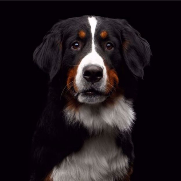 Picture of Bernese Mountain Dog
