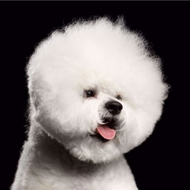 Picture of Bichon Frise