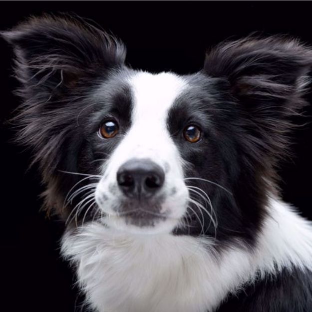 Picture of Border Collie