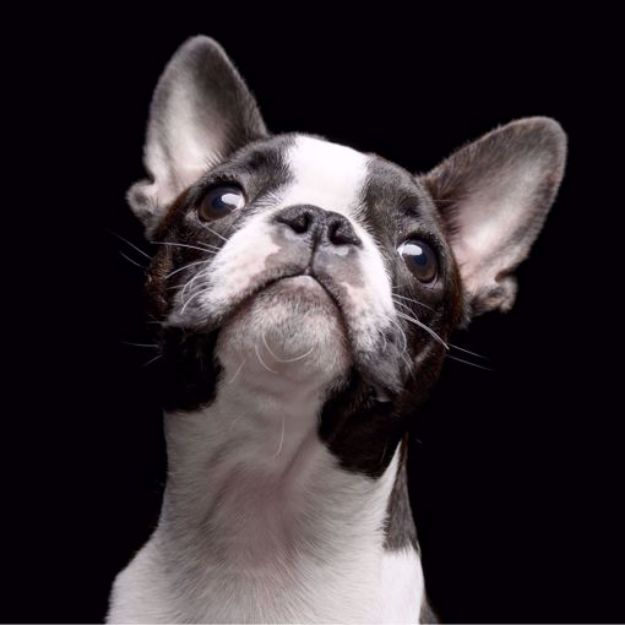 Picture of Boston Terrier