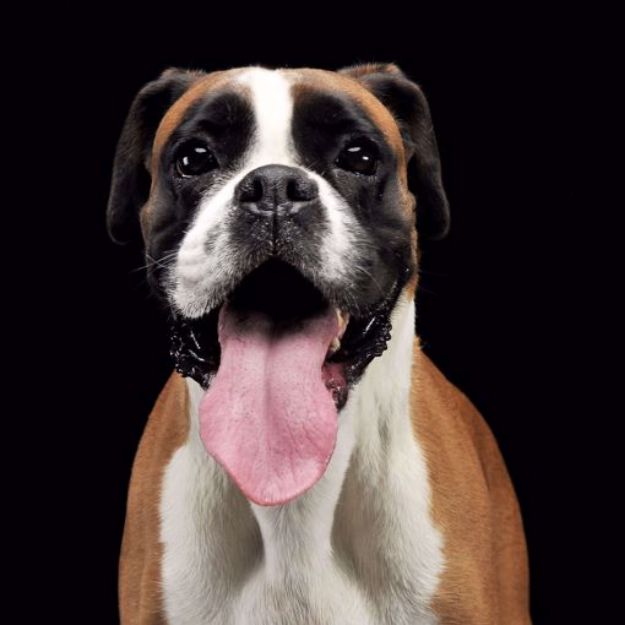 Picture of Boxer