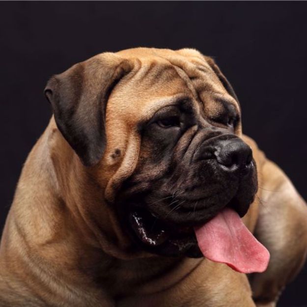 Picture of Bullmastiff