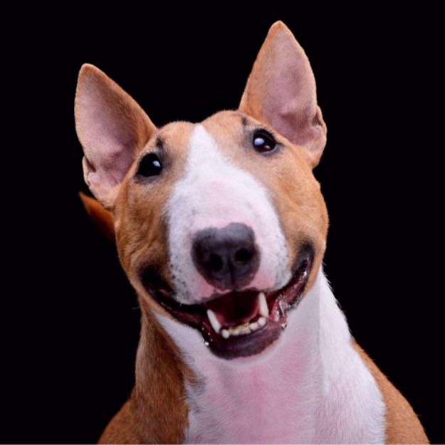 Picture of Bullterrier