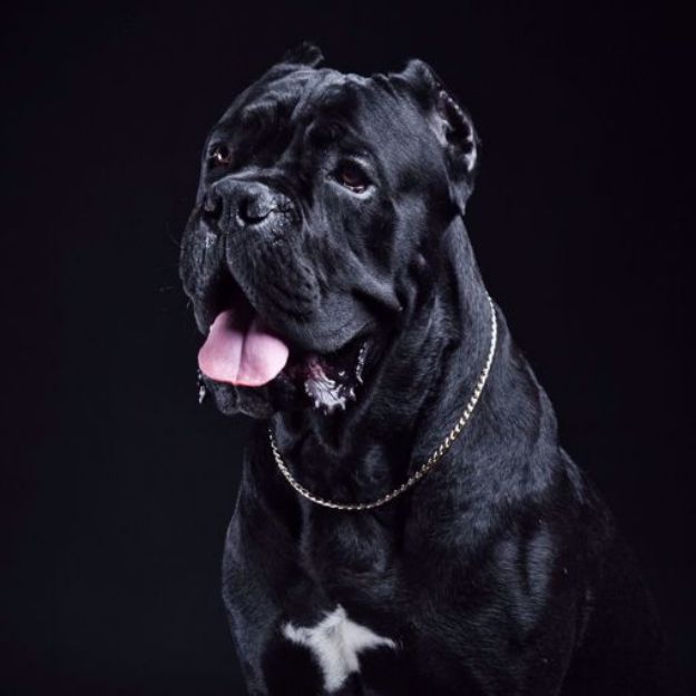 Picture of Cane Corso