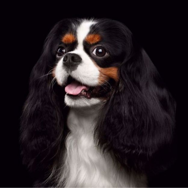 Picture of Cavalier King Charles Spaniel