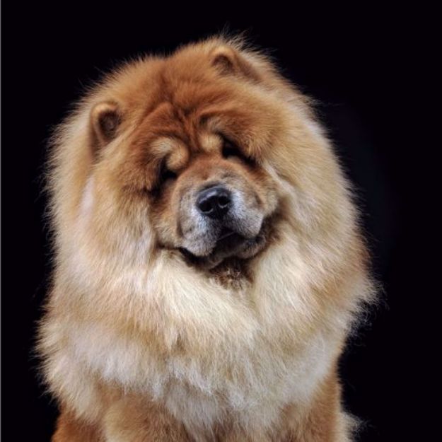 Picture of Chow Chow