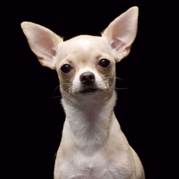 Picture of Chihuahua