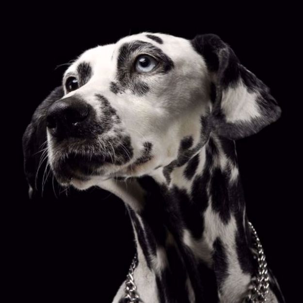 Picture of Dalmatian