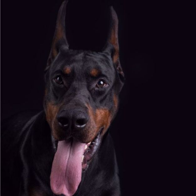 Picture of Doberman