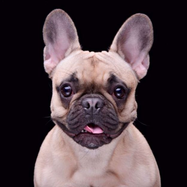 Picture of French Bulldog