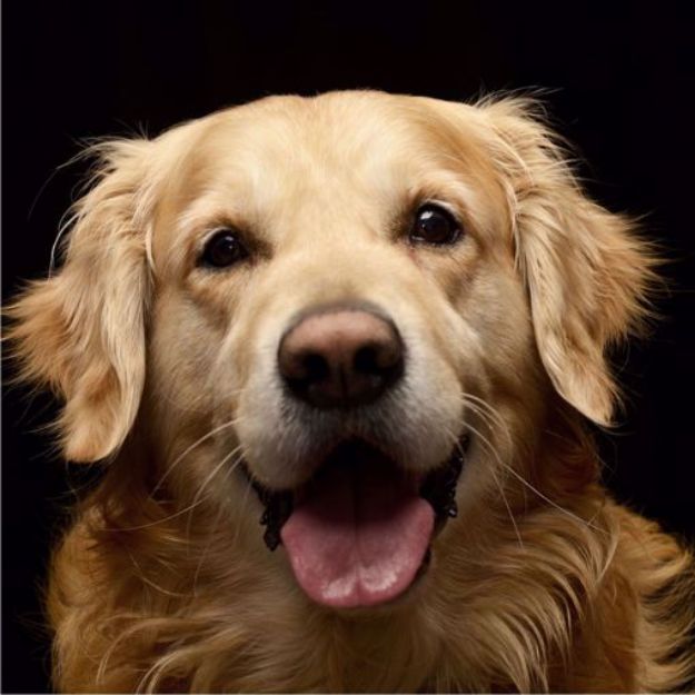 Picture of Golden Retriever