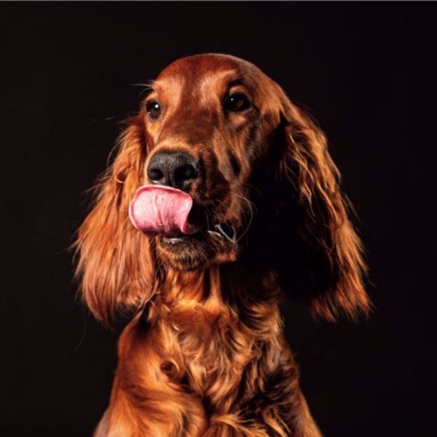 Picture of Irish Setter