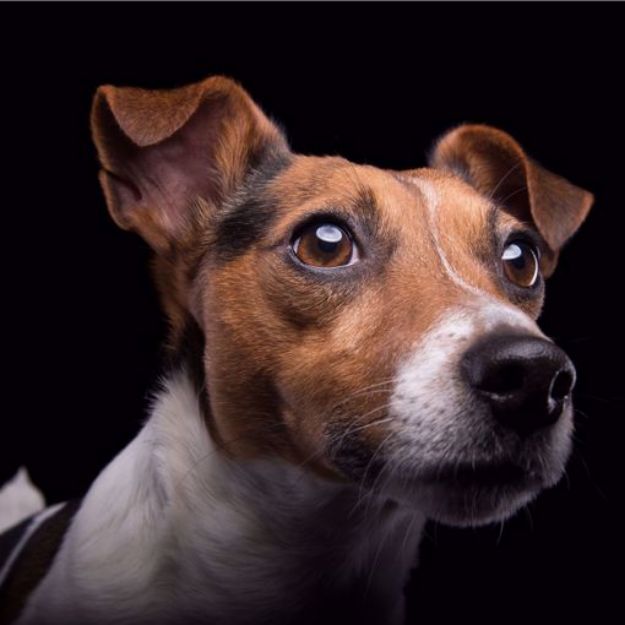 Picture of Jack Russel Terrier