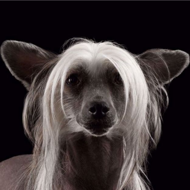 Picture of Chinese Crested Dog