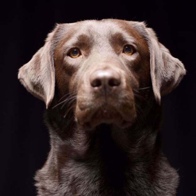 Picture of Labrador Retriever