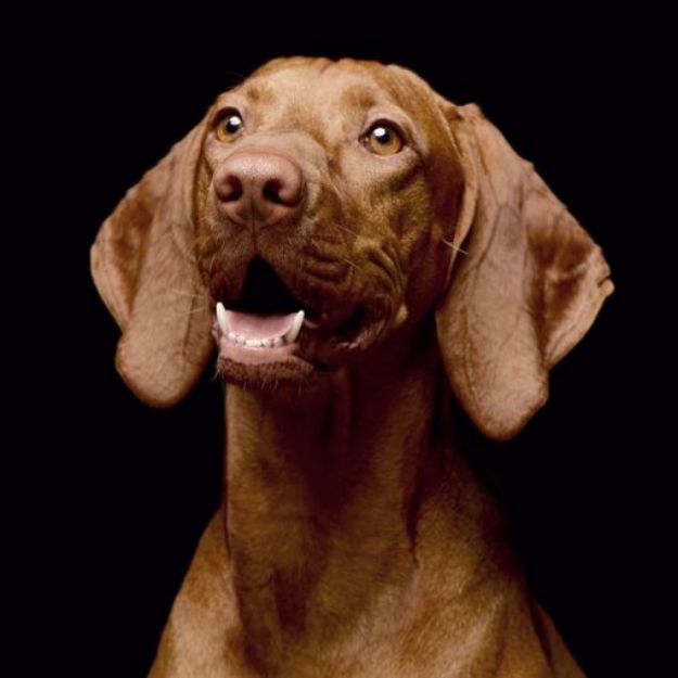 Picture of Hungarian Vizsla