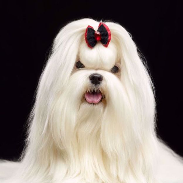 Picture of Maltese Silky Dog