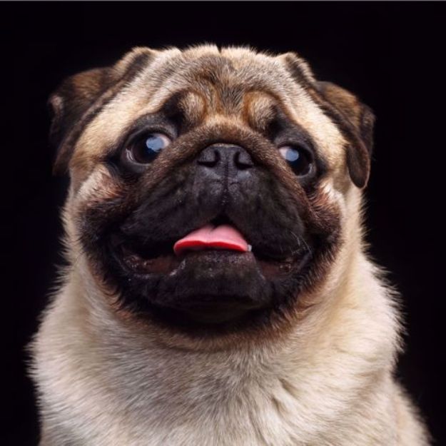 Picture of Pug