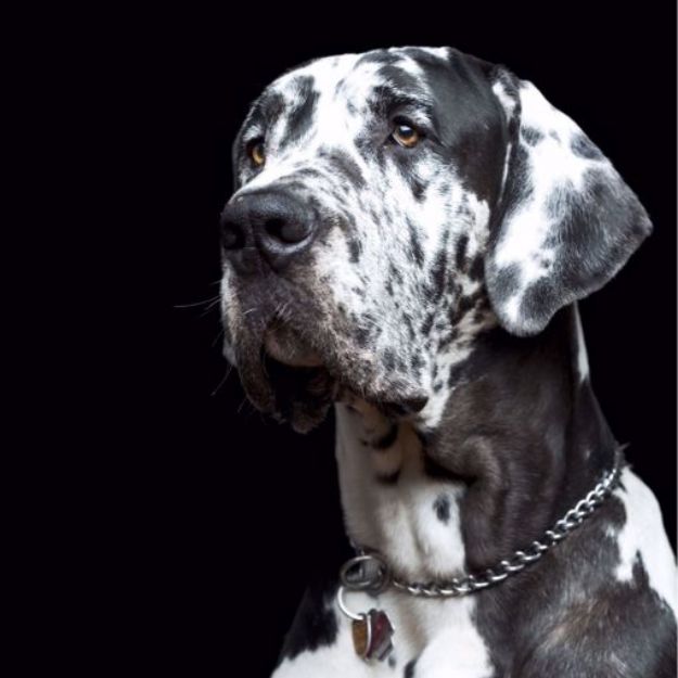 Picture of Great Dane