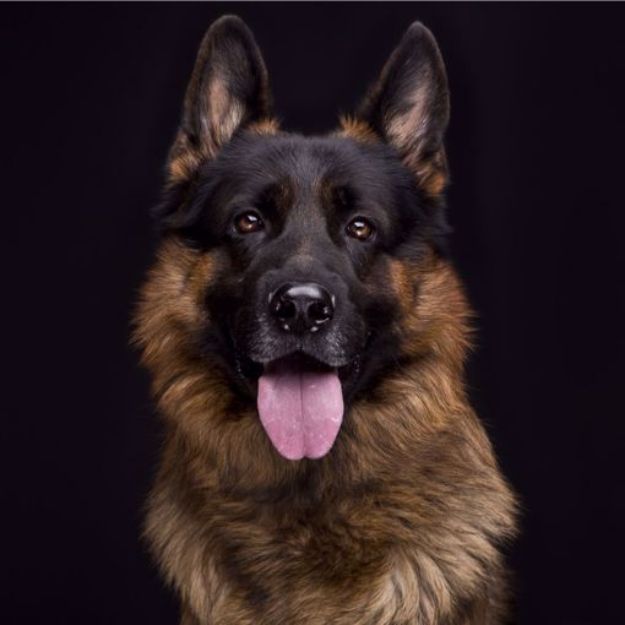 Picture of German shepherd