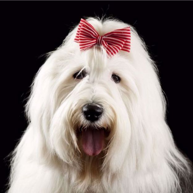 Picture of Old English Sheepdog