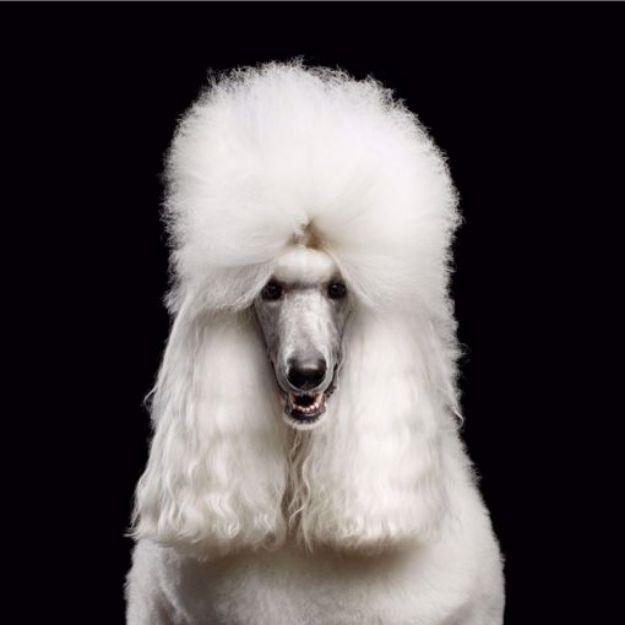 Picture of Giant Poodle