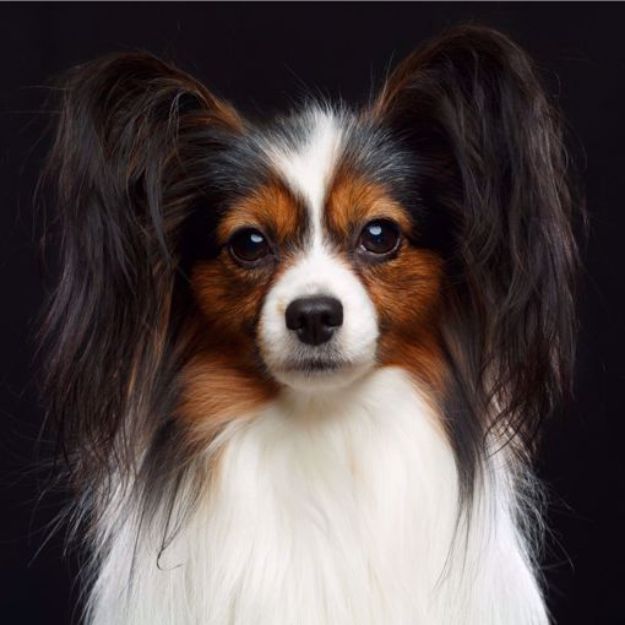 Picture of Papillon