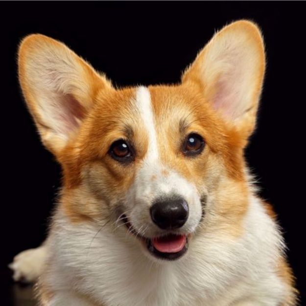 Picture of Pembroke Welsh Corgi