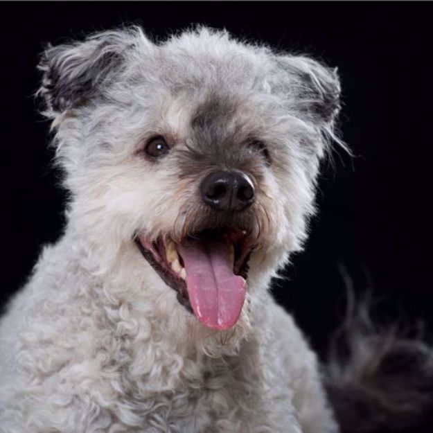 Picture of Pumi (Hungarian herding terrier)