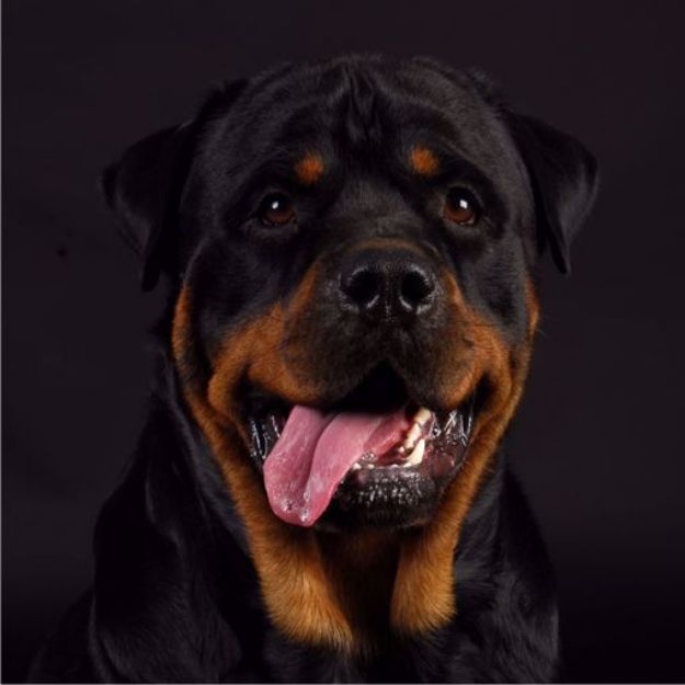 Picture of Rottweiler