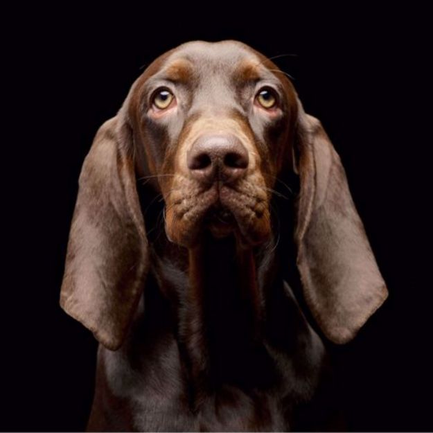 Picture of German Shorthaired Vizsla