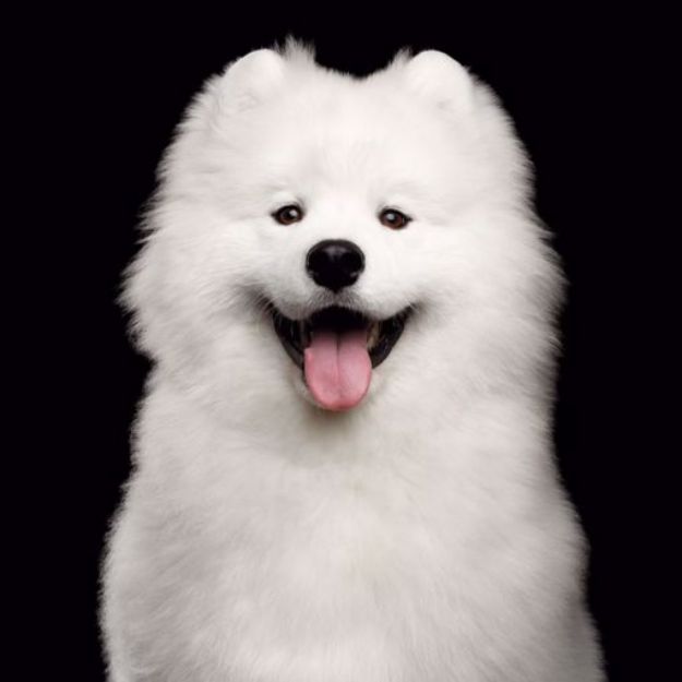 Picture of Samoyed