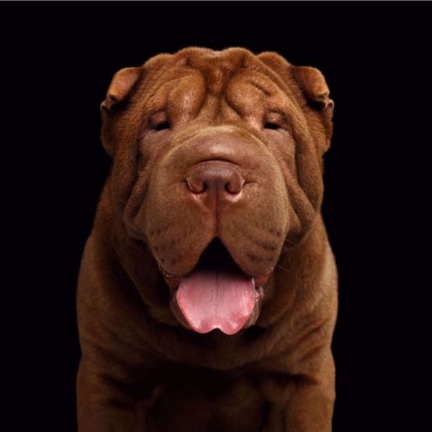 Picture of Shar Pei