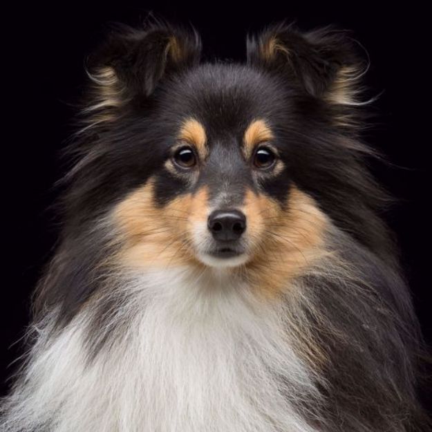 Picture of Shetland Sheepdog