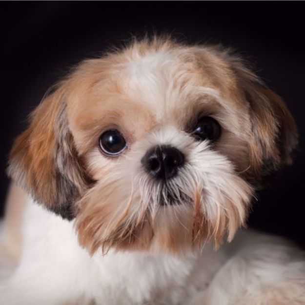 Picture of Shih-Tzu